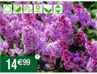 Cora x Carrefour Fleurs offre