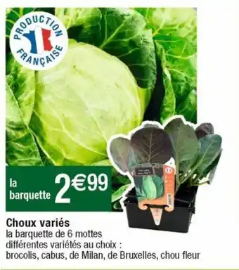Choux de bruxelles