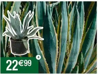 Cora x Carrefour Plantes offre