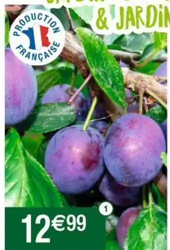 Cora x Carrefour Arbres fruitiers offre