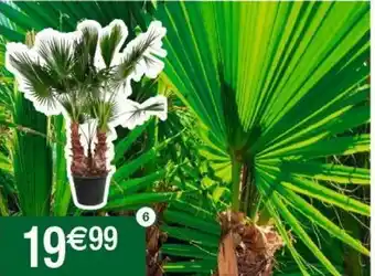 Cora x Carrefour Plantes offre