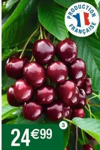 Cora x Carrefour Arbres fruitiers offre