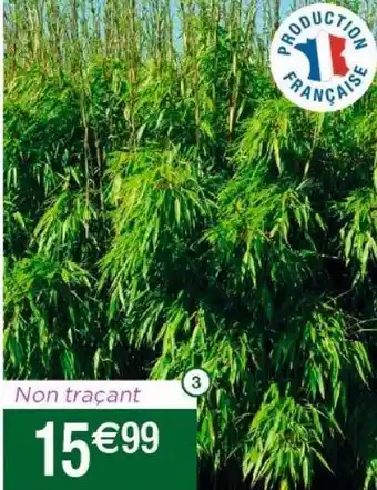 Cora x Carrefour Bambou offre