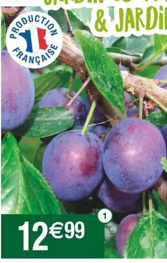 Arbre Fruitier en Scion collection Fruitiers d'anjou