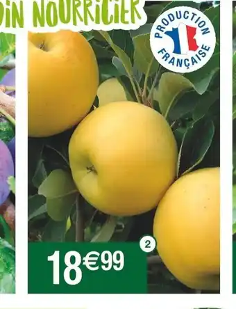Cora x Carrefour Arbre Fruitier En Quenouille collection Fruitiers d'Anjou Ou Arbre Fruitier En Scion Bio offre