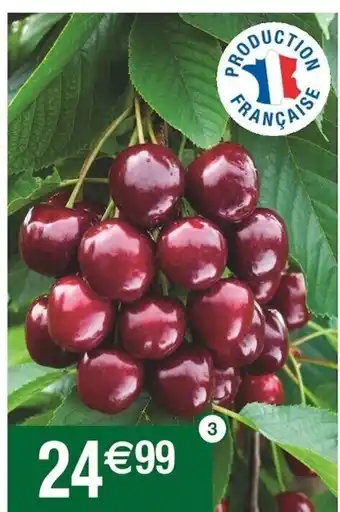 Cora x Carrefour Arbre Fruitier En Demi Tige 6/8 offre