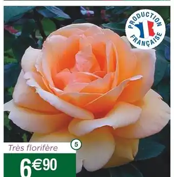 Cora x Carrefour Rosier Buisson offre