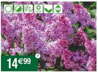 Lilas