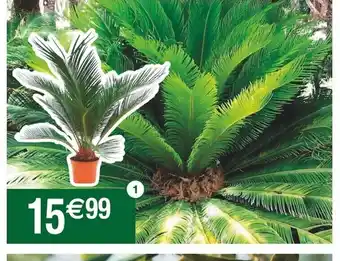 Cycas Revoluta