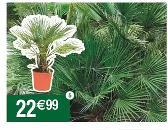 Palmier Nain Chamaerops Humilis