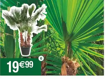 Cora x Carrefour Palmier En Eventail washingtonia offre