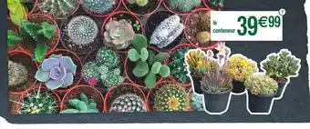 Cora x Carrefour Plantes Grasses offre
