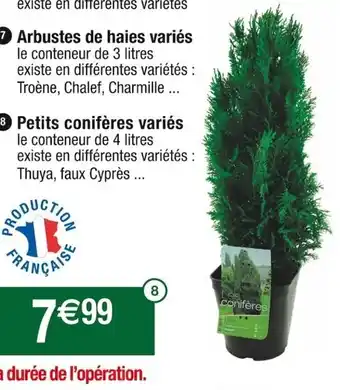 Petits Conifères Varies