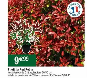 Photinia red robin