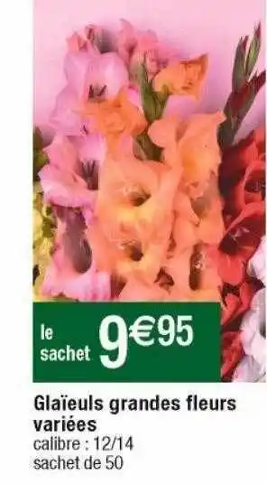 Cora x Carrefour Glaïeuls grandes fleurs variées offre