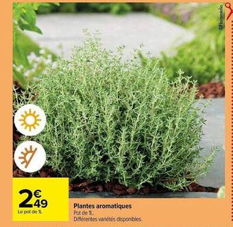 Carrefour Plantes aromatiques offre