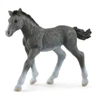 Poulain trakehnen