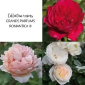E.Leclerc Brico Collection rosiers romantiques parfumés avec motte offre