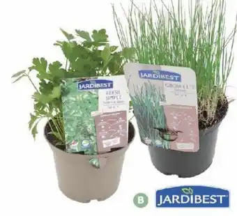 Bricomarché Plantes Aromatiques en Pot de 1 L offre