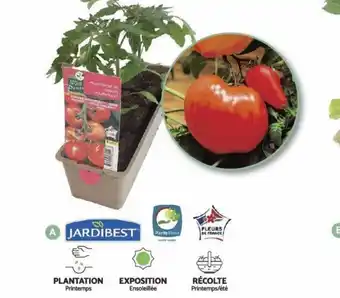 Bricomarché Plants Potagers en Barquette de 3 Mottes offre