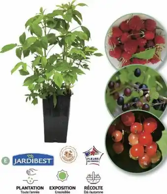 Petits Fruits en Pot de 3 L