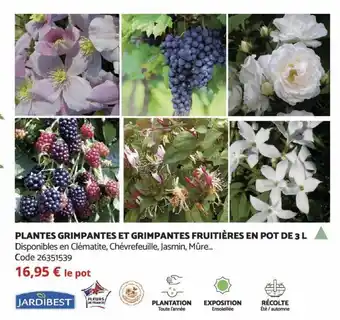 Bricomarché Plantes Grimpantes et Grimpantes Fruitièrs en Pot de 3 L offre