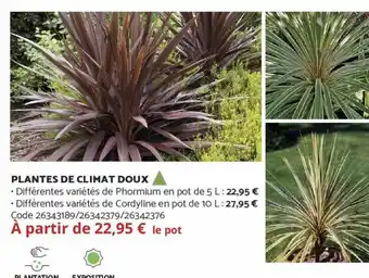 Bricomarché Plantes de Climat Doux offre