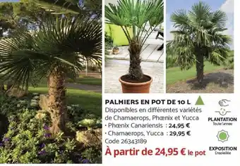Palmiers en Pot de 10 L