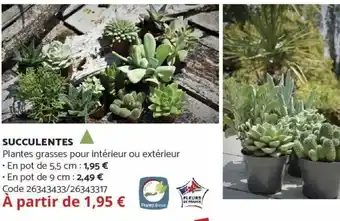 Bricomarché Succulentes offre