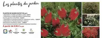 Bricomarché Plantes de Saison en Pot de 4.5 L offre