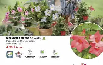 Dipladénia en Pot de 10.5 CM