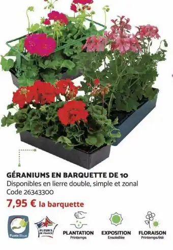 Bricomarché Géraniums en Barquette de 10 offre