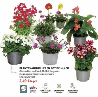 Bricomarché Plantes Annuelles en Pot de 10.5 CM offre