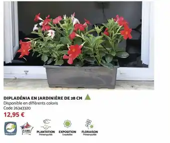 Bricomarché Dipladénia en Jardinière de 28 CM offre