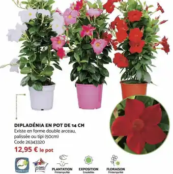 Dipladénia en Pot de 14 CM