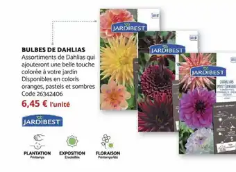Bulbes de Dahlias