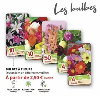 Bulbes à Fleurs