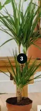 Super U Mixte plantes vertes offre