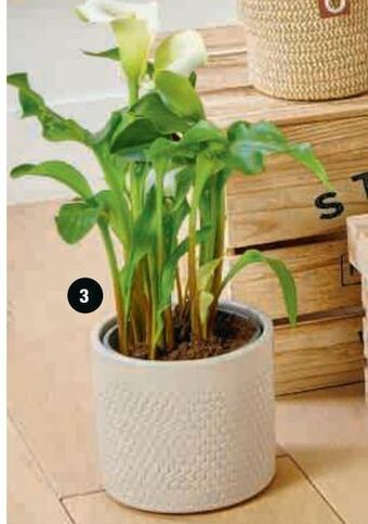 U Express Calla offre