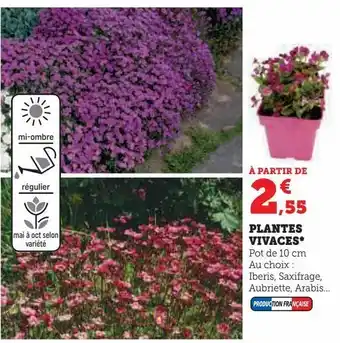 Super U Plantes vivaces offre