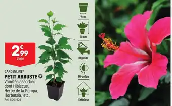 ALDI Petit Arbuste offre
