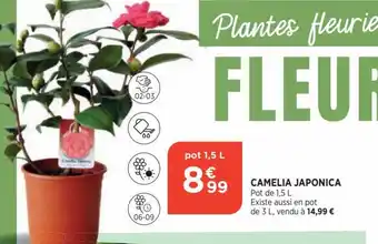 Camelia Japonica