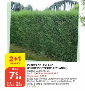 Bi1 Cyprès de Leyland offre