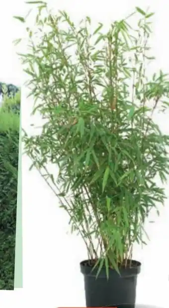 Bi1 Bambou Phyllostachys Aurea offre