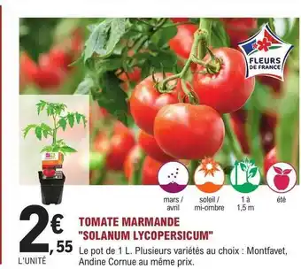 E.Leclerc Jardi Tomate marmande offre