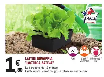 Laitue novappia