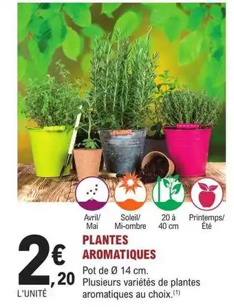 Plantes aromatiques