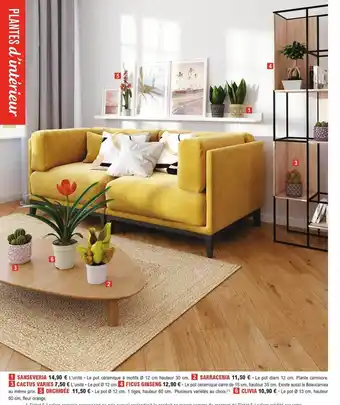 Sanseveria, sarracenia, cactus variés, ficus ginseng, orchiée, clivia