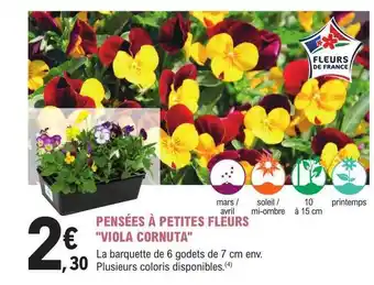 E.Leclerc Jardi Pensées à petites fleurs offre