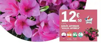 Azalée japonaise